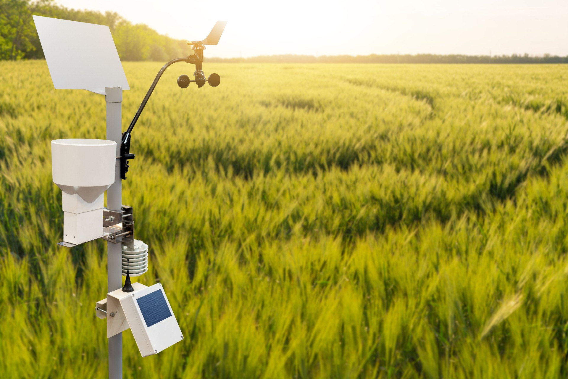 Weather station in a wheat field